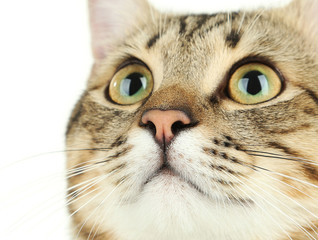Beautiful cat on white background