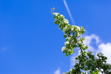 Blooming hawthorn on sky background