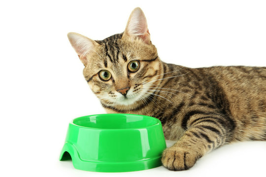 Beautiful Cat Eating, On White Background