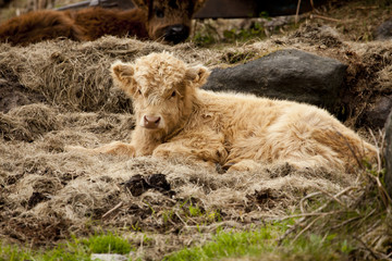 Baby Highland Cow Laying on Some Hay
