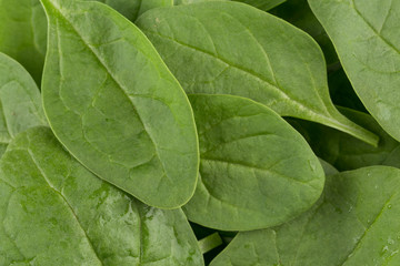Green spinach as a background