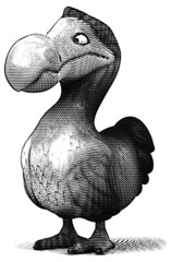 Dodo © Julien Tromeur