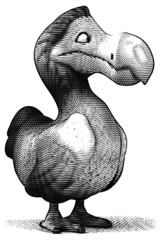 Dodo © Julien Tromeur