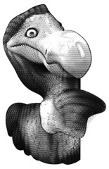 Dodo © Julien Tromeur