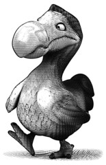Dodo © Julien Tromeur