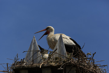 White Stork