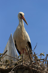 White Stork