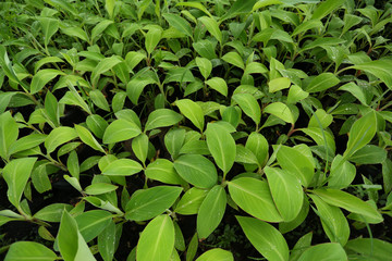 banana leaf background.