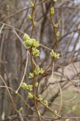 Emergence of the first leaves in the spring