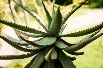 aloe ferox plant leaves
