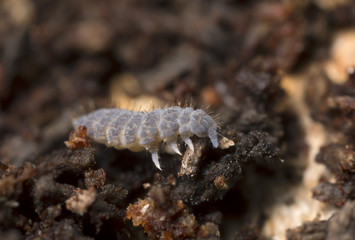 Neanura springtail on wood, extreme close-up