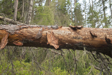 Trace after beetle damage on fallen pine