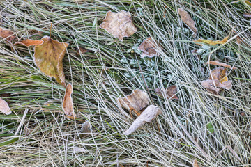 Autumn frosted grass at early morning