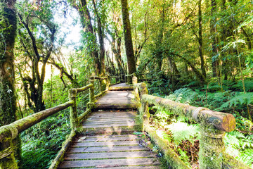 Obraz premium Beautiful rain forest at trail in doi inthanon national park