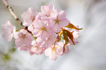 sakura