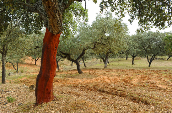 Descorche del alcornoque, Los Alcornocales, Andaluc&iacute;a, Espa&ntilde;a