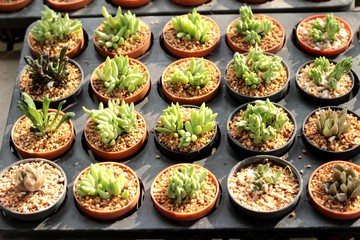 Cactus beauty with the nature