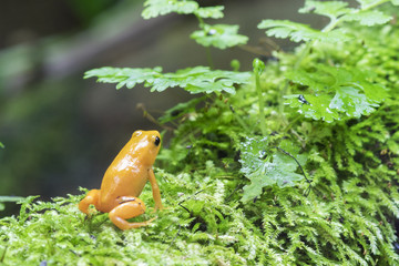 Golden Dart Frog