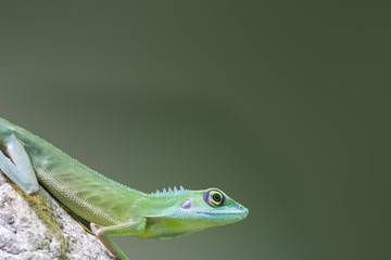 green crested lizard
