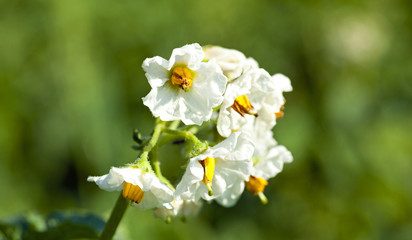 Fototapeta premium potatoes flower 