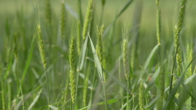 Campo de trigo