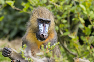 Mandrill (Mandrillus sphinx)