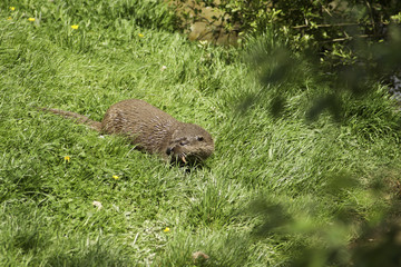 wet otter with chick in mouth