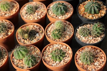 Cactus beauty with the nature