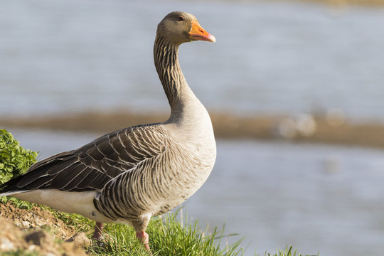 Pink Footed Goose