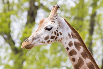 Rothschild Giraffe