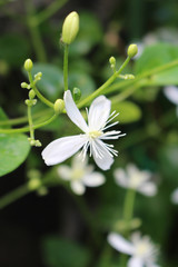 センニンソウの花アップ