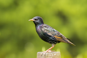 Common Starling - Sturnus vulgaris
