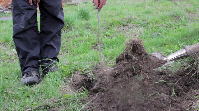  planted tree two