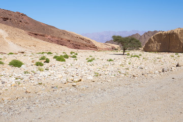 Desert tree inside dry riverbed canyon.