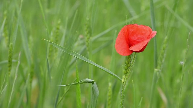 Amapola en un campo de trigo en verano