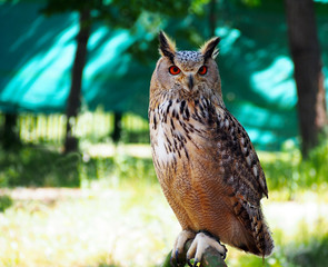 Portrait of royal owl with orange eyes