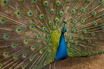 Naklejka premium beautiful peacock