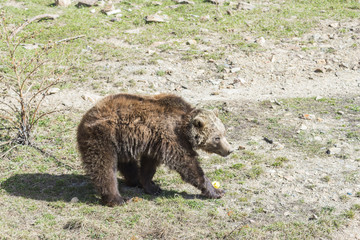 Obraz na płótnie Canvas brown bear searching for food
