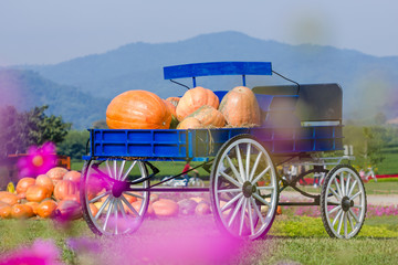 Blue wagon full of pumpkins in farm