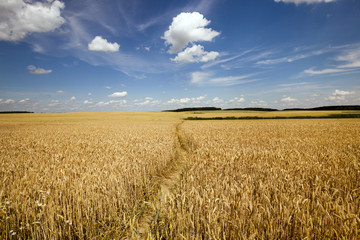 footpath in the field  