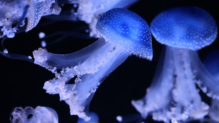 Close-up of jellyfish Phyllorhiza punctata 02