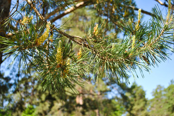 pine trees in bloom