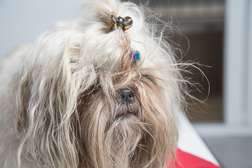 Cute shi tzu dog head portrait