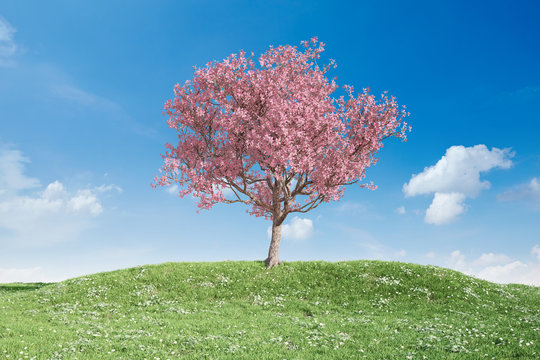 Bl&uuml;hender Kirschbaum auf Wiese vor Himmel
