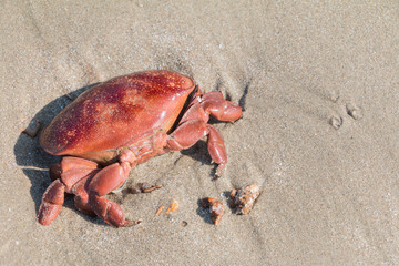 Death red crab on sand beach.