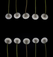 Dandelion Frame. Floral Borders in Black Background, Dandelion.