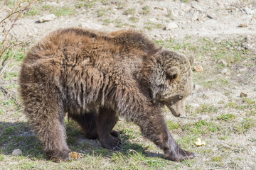 brown bear searching for food