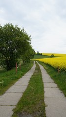 Fototapeta na wymiar Weg am Feldrand/Weg durch blühende Rapsfelder im Frühling
