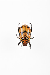 The mysterious world of insects