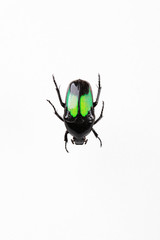 The mysterious world of insects